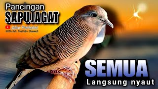 PERKUTUT LOKAL GACOR suara besar  PANCINGAN BUNYI UNTUK SEMUA JENIS BURUNG PERKUTUT 💯AMPUH [upl. by Demetri727]