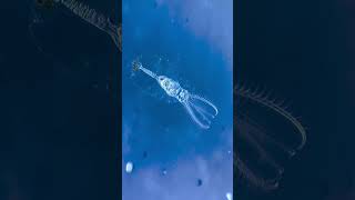 How rotifer look like [upl. by Ahael]