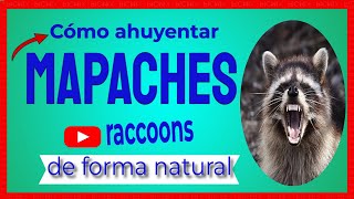 🔴 Cómo AHUYENTAR a los MAPACHES raccoons de forma natural y segura [upl. by Ailasor]