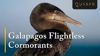 Galapagos Flightless Cormorants  The Cormorant Bird Video [upl. by Eilliw917]