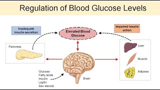 Homeostasis of blood glucose a negative feedback loop [upl. by Royce]