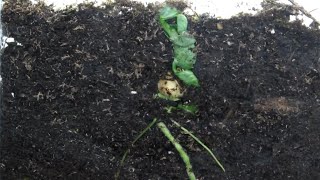 Time Lapse of Pea Plant From Seed  Photomorphogenesis With Premature DeEtiolation [upl. by Ahsiemal]