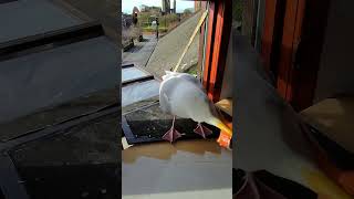 My Pet Seagulls New Platform Is Working [upl. by Assela]