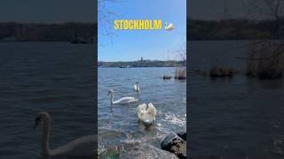 sweden stockholm 2024 summer adventure destination travel [upl. by Murtagh]