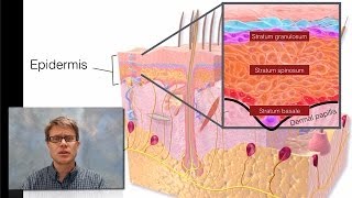 Integumentary System [upl. by Noonberg592]