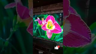 Samsung QLED 98 inches tv installation samsung [upl. by Monto]