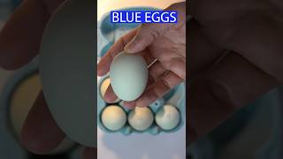 BLUE EGGS 😋eggs blueeggs araucana chile🇨🇱 [upl. by Hsima636]