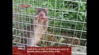 Comment réagir face à la prolifération des rats [upl. by Jimmie444]