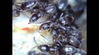 Odorous House Ants Feeding [upl. by Ruenhcs]