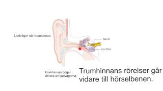 Så här fungerar örat [upl. by Leslie]