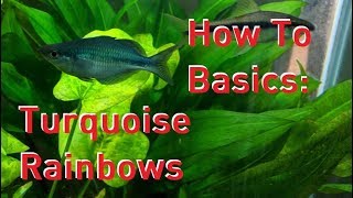 How To Basics Turquoise Rainbow Fish [upl. by Siskind]