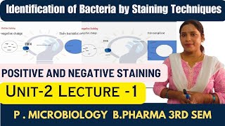 Identification of Bacteria Using Staining Techniques  Types of Staining  Simple Staining  B pharm [upl. by Eolcin]