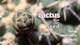 Cactus from seed 24 [upl. by Goldarina380]