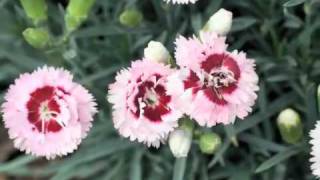 Best Perennials  Dianthus Raspberry Surprise Garden Pinks [upl. by Mera]