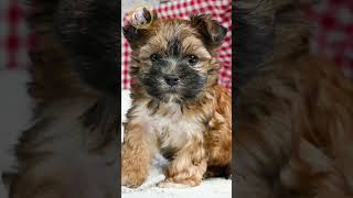 The morkie is a small playful and lovable dog [upl. by Elem]