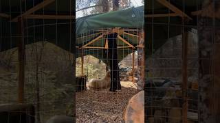 Gazebo Chicken Coop willsurvives bushcraft chickens [upl. by Mahla]