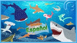 Tarjetas didácticas para niños  Tiburones para niños  Animales Marinos  Vocabulario infantil [upl. by Wehhtam791]