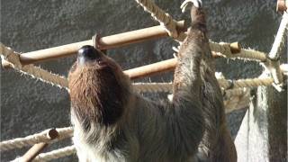 Sloth climbing a rope at Munich Zoo  Tierpark Hellabrunn [upl. by Adahsar103]