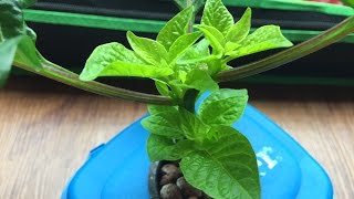 Topping Pepper Plants amp Two Months Results [upl. by Magdaia]