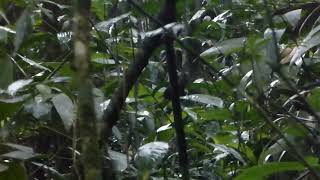 Santa Marta Tapaculo Scytalopus sanctaemartae Santa Marta Colombia 28 Oct 2016 [upl. by Emmey]