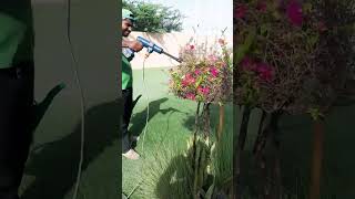 Washing To Bougainville ampPennisetum Grass youtubeshorts viralvideo shortvideo shorts foryou [upl. by Leaffar]