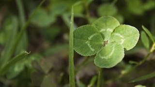 How Science Can Help You Find a 4Leaf Clover  Instant Egghead 64 [upl. by Gunzburg]