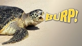 Sea Turtle BURP Turtle Beach aka Laniakea Beach Hawaii [upl. by Sergias]