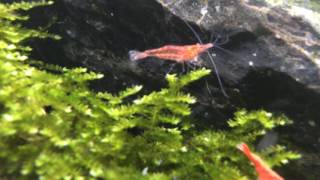 Cherry Shrimp Habitat [upl. by Rraval]