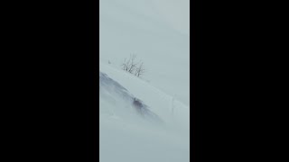 Travis Rices Biggest Backcountry Hits [upl. by Rebna]