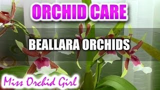 Orchid care  How to care for Beallara Aliceara Orchids  watering fertilizing reblooming [upl. by Remle855]