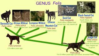 the cat genus Felis evolution amp modern species [upl. by Claudius430]