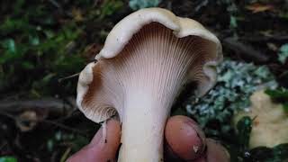 White Chanterelle Mushroom Identification Quick TIP [upl. by Aruasi917]