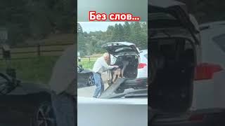 Это простое видео говорит о многом собака любовь топ шортс музыка [upl. by Ahsaf868]