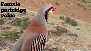 National Bird of Pakistan Chukar soundChakor ki awazЗвуки самки чукара [upl. by Gredel]