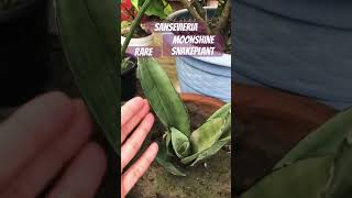 Sansevieria moonshine rare plant plzsubscribemychannel 🙏🙏🙏🙏 [upl. by Ymmot]