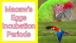 Incubation Data for Macaws average clutches days of incubation [upl. by Ophelia]