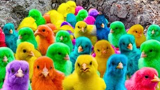 Menangkap ayam lucu ayam warna warni ayam rainbow bebek angsa ikan hias ikan cupang Kelinci [upl. by Nnawaj]