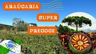 COMO PRODUZIR PINHÃO COM ARAUCÁRIA SUPER PRECOCE [upl. by Ylrae]