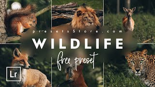 How to Edit Wildlife Preset for Animals — Free Tutorial  DNG  Dark Green Preset Lightroom Mobile [upl. by Augie456]