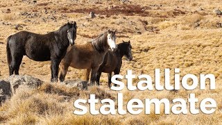 Stallion Stalemate the Story of Australia’s Heritage Horses [upl. by Carlene]