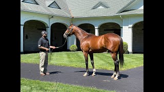 MyRacehorse quotBreeding Shedquot [upl. by Kcirdez975]