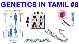 Genetics in Tamil 8 Complementary Genes amp Supplementary Genes  Rajus Biology [upl. by Budde134]