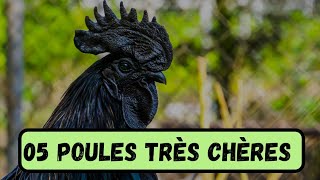 05 RACES DE POULES LES PLUS RARES ET ÉTONNAMMENT CHÈRES [upl. by Dysart]