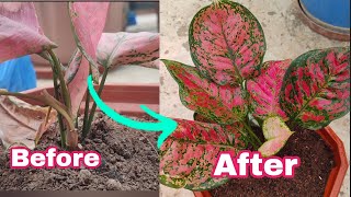 Aglaonema Plant Care Burning Leaves Solution amp Propagation [upl. by Girovard]