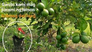 Paano mag parami ng lemon Mayer at hitik sa bungatara ating alamintutorial amptipsGha Agri Tv [upl. by Karly]