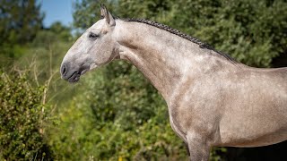 Horse for Sale I Elegant Lusitano stallion suitable for amateur riders  REF 644 [upl. by Rexer]