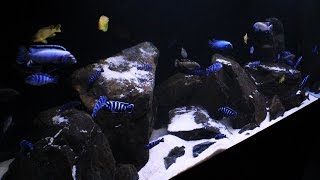 Lake Malawi Display Aquarium 75 Gallon Mbuna 1915 1080HD [upl. by Luap]