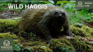 The Fascinating World of Wild Scottish Haggis Animals [upl. by Ettegirb]