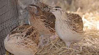 Are Quails Noisy amp Could they Annoy My Neighbours [upl. by Goer]