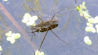 Gerris lacustris  Water Strider  Wasserläufer [upl. by Harahs206]